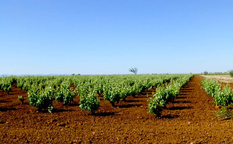 La Ruta del Vino Ribera del Guadiana celebra la quinta edición de la Primavera Enogastronómica