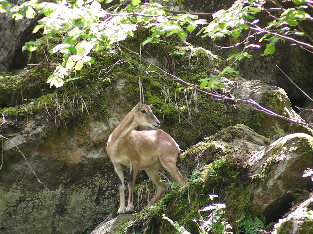 Visitamos el Parque Animal Aran Park (Valle de Arán – Pirineo de Lérida)