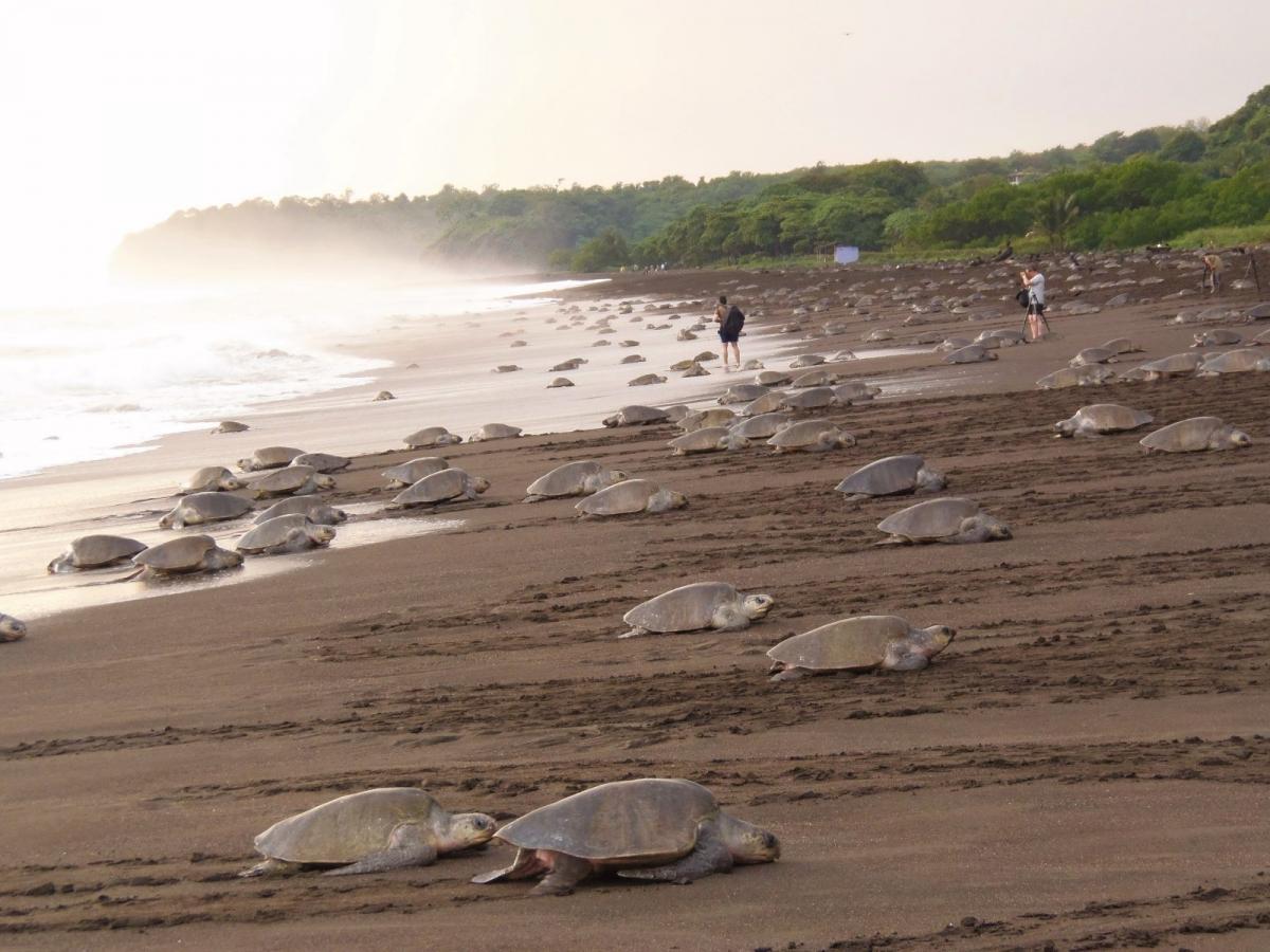 La posición geográfica de Costa Rica favorece la visita de diferentes especies de tortugas.