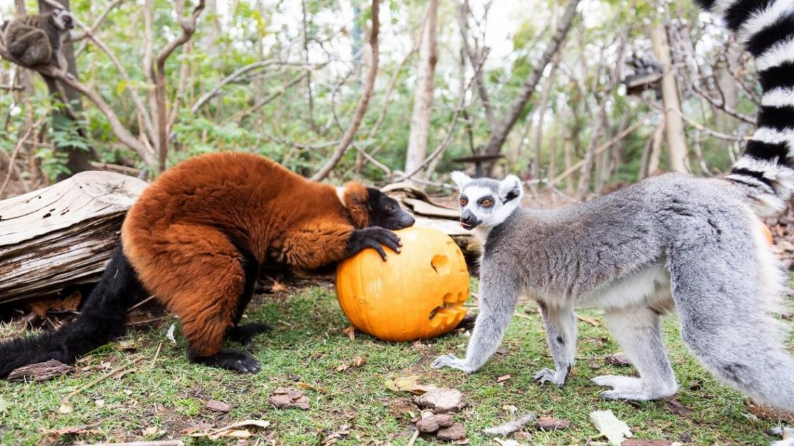 Faunia celebra Halloween con calabazas para lémures, charlas misteriosas y truco o trato