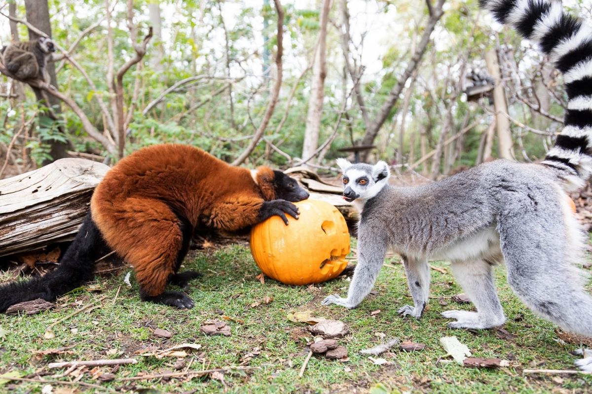 Faunia celebra Halloween con calabazas para lémures, charlas misteriosas y truco o trato