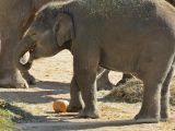 Zoo de Madrid celebra Halloween con desayunos de calabazas para los grandes mamíferos terrestres
