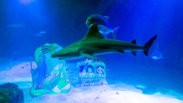 Zoo de Madrid inaugura la Navidad con su tradicional Belén de tiburones