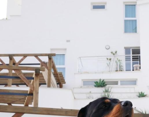 Dormio Resort Costa Blanca, un espacio Pet Friendly para disfrutar en familia en El Campello, Alicante