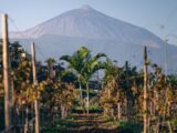 Qué hacer en Tenerife: 10 planes imprescindibles para disfrutar la isla.
